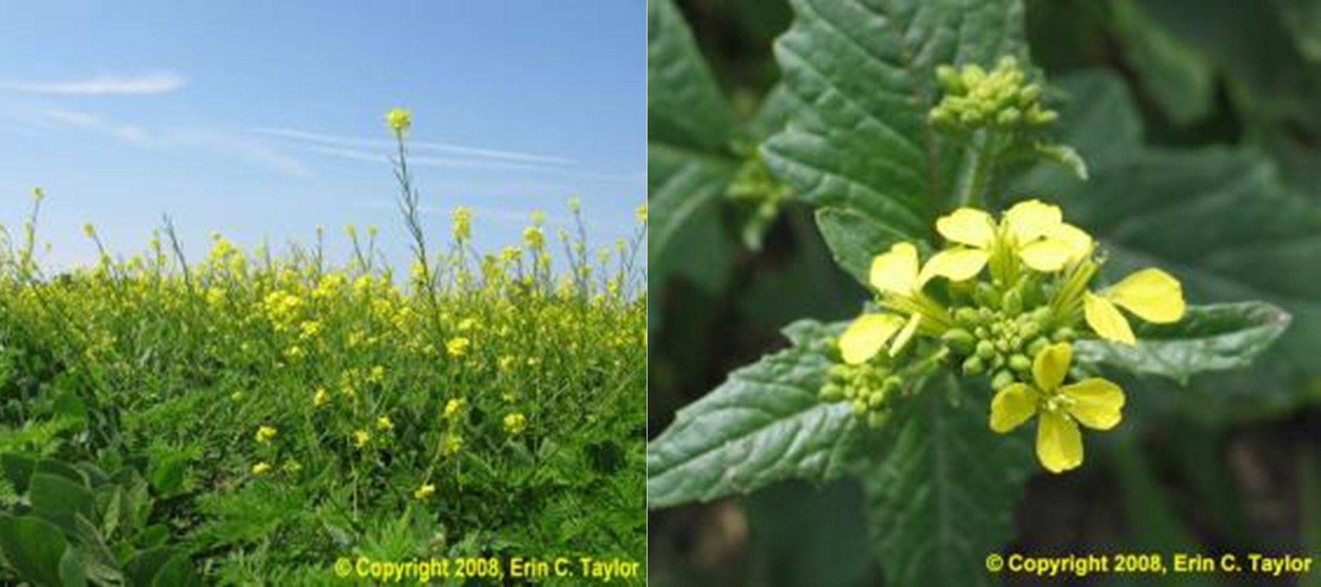 Side by side photos of yellow wild mustard flowers.